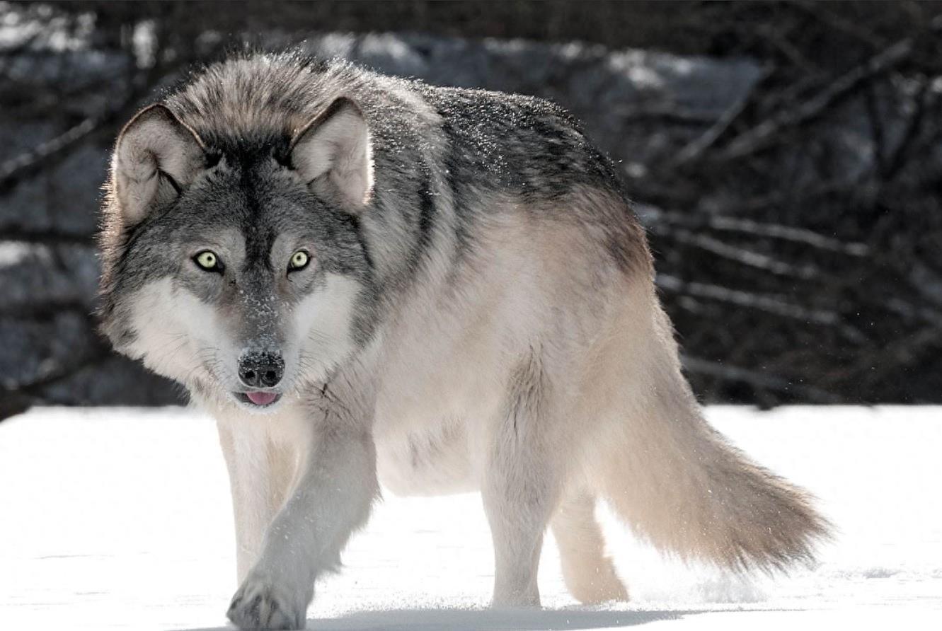 从丛林智慧到数字博弈Q解码动物生存策略中的概率密? title=