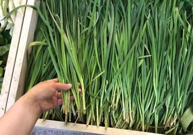 从丛林智慧到数字博弈Q解码动物生存策略中的概率密? title=